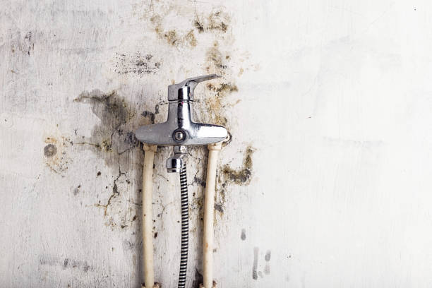 Best Mold Removal Company Near Me  in Schuyler, NE