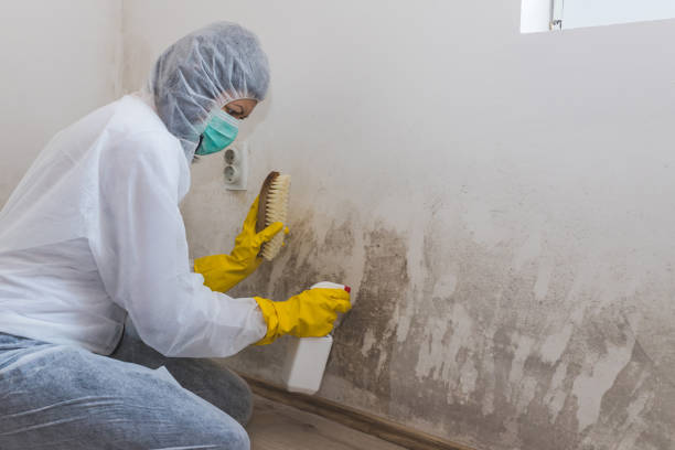 Best Certified Mold Removal  in Schuyler, NE