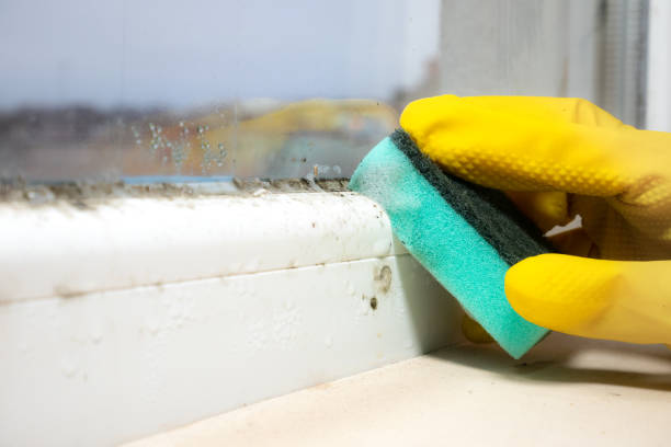 Best Mold Cleaning Services  in Schuyler, NE
